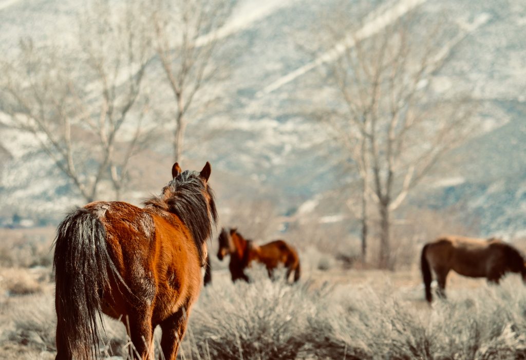 rachel zsl50ycba18 unsplash rachel zsl50ycba18 unsplash