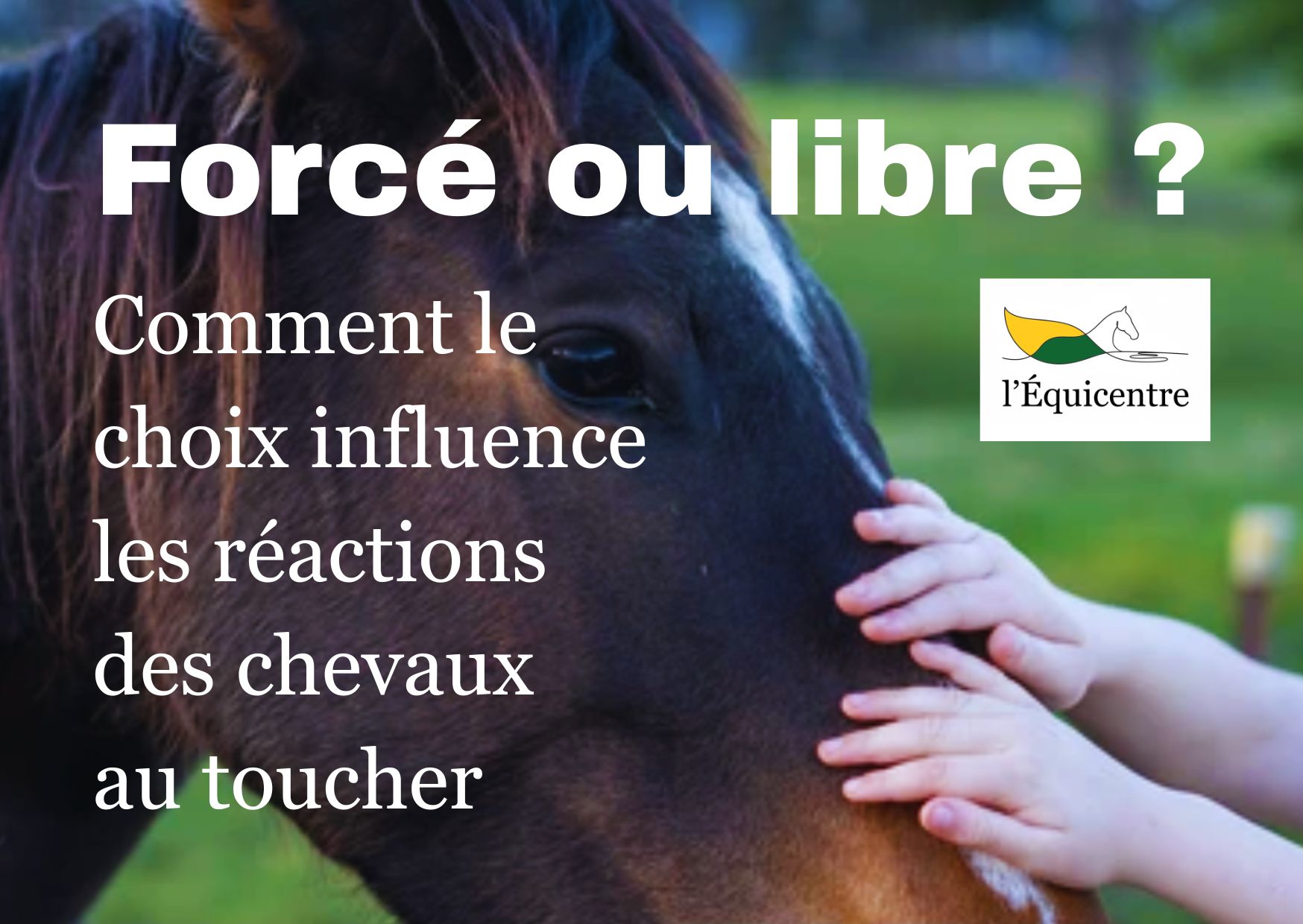 forcé ou libre choix cheval toucher médiation équine